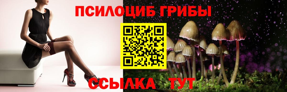 Курчатов  как найти закладки  Вход с VPN  Псилоцибиновые грибы прущие грибы 